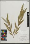 Foto von Salix alba L. x Salix fragilis L.